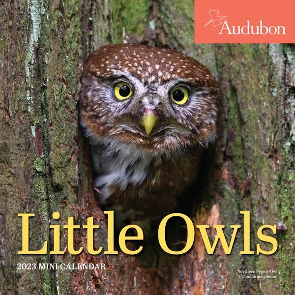 Workman Publishing Company Audubon Little Owls Mini Wall Calendar 2023