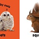 Baby Touch and Feel: Fluffy Animals