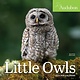 Workman Publishing Company Audubon Little Owls Mini Wall Calendar 2024: A Year of Fluffy and Round Owls