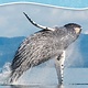Adventure Publications Whale-Watching on the Pacific Coast: Easily Identify Whales, Dolphins, and Other Marine Mammals