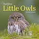 Workman Publishing Company Audubon Little Owls Mini Wall Calendar 2025: A Year of Fluffy and Round Owls