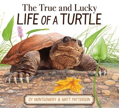 Clarion Books The True and Lucky Life of a Turtle
