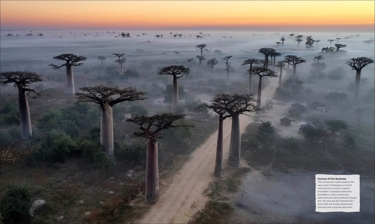 The Tree Book: The Stories, Science, and History of Trees