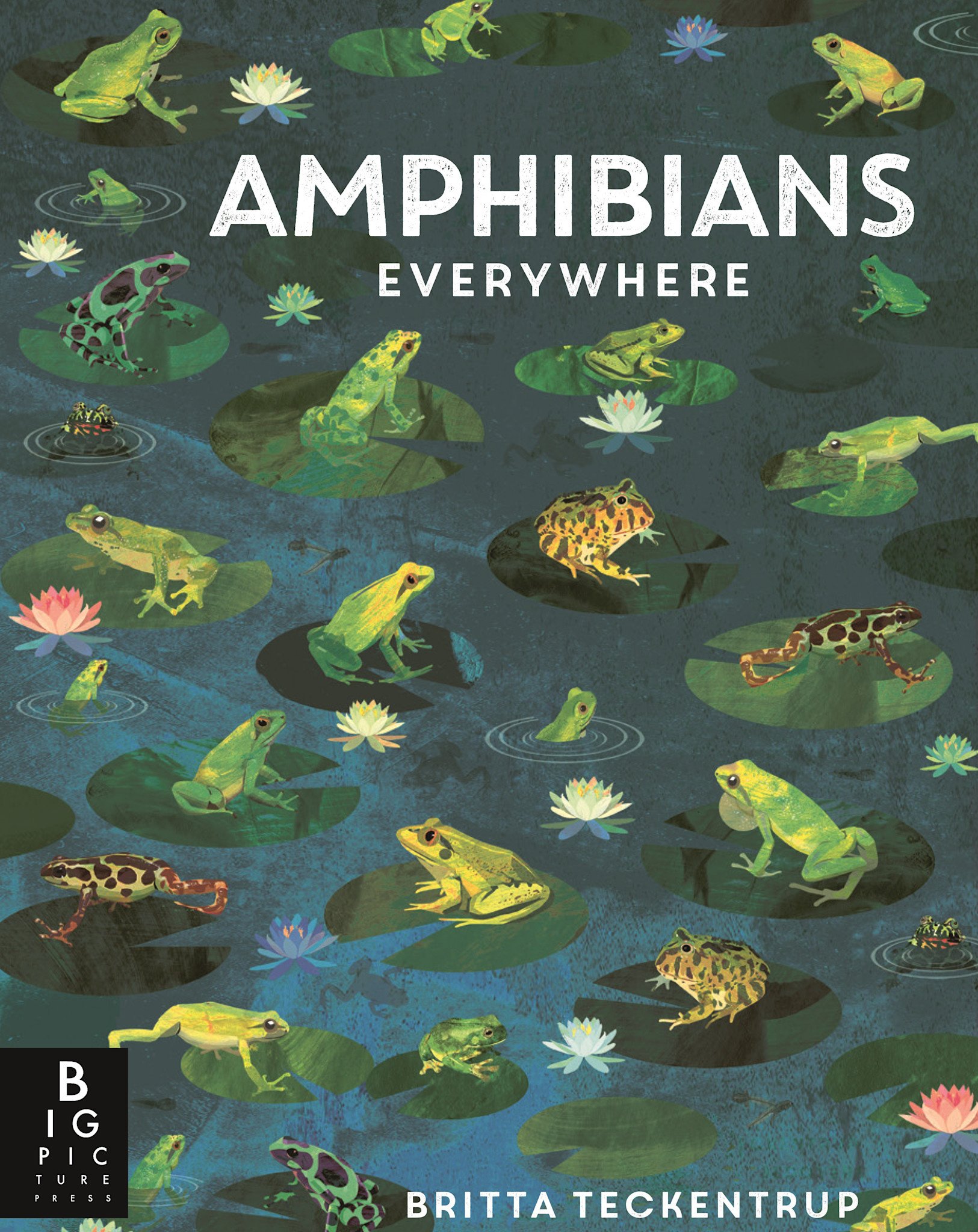 Big Picture Press Amphibians Everywhere