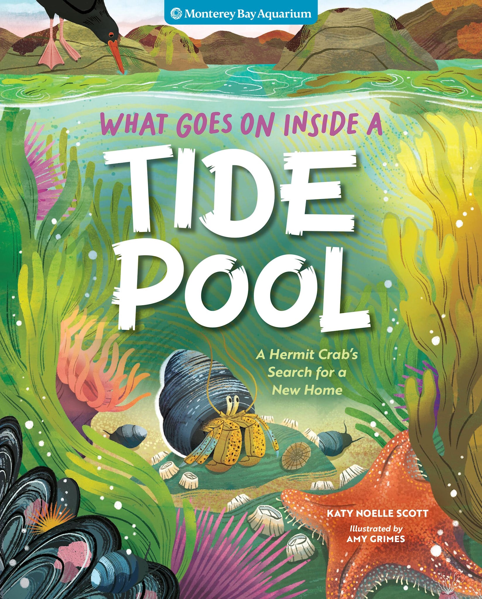 Storey Publishing, LLC What Goes On Inside a Tide Pool: A Hermit Crab's Search for a New Home