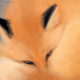 Europa Editions The Fox