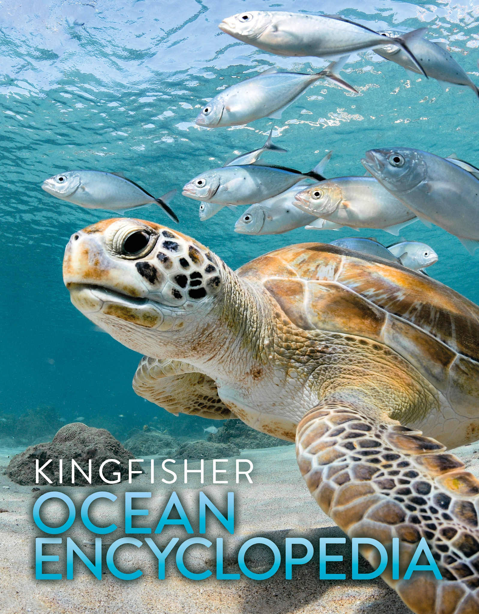 Kingfisher The Kingfisher Ocean Encyclopedia