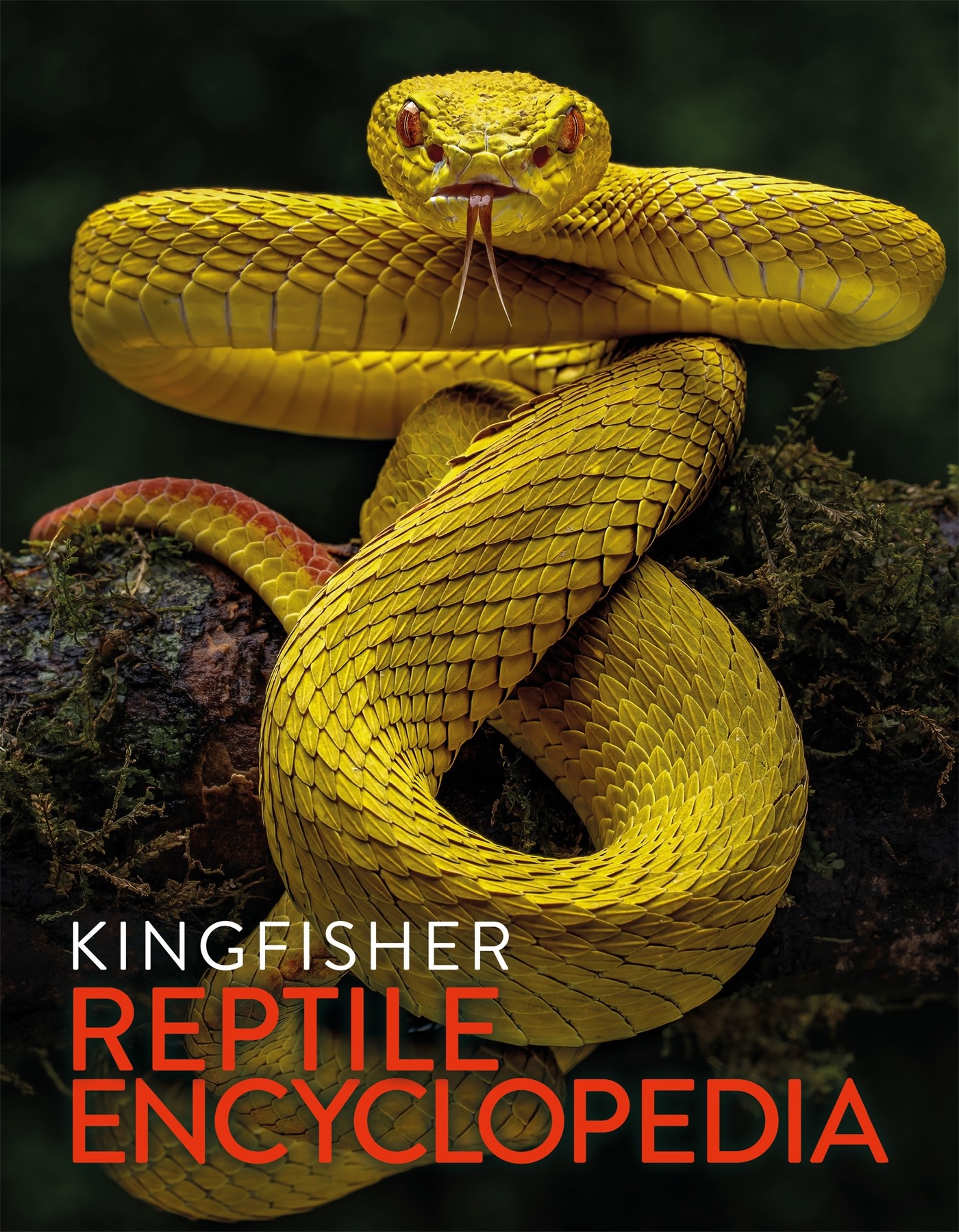 Kingfisher The Kingfisher Reptile Encyclopedia