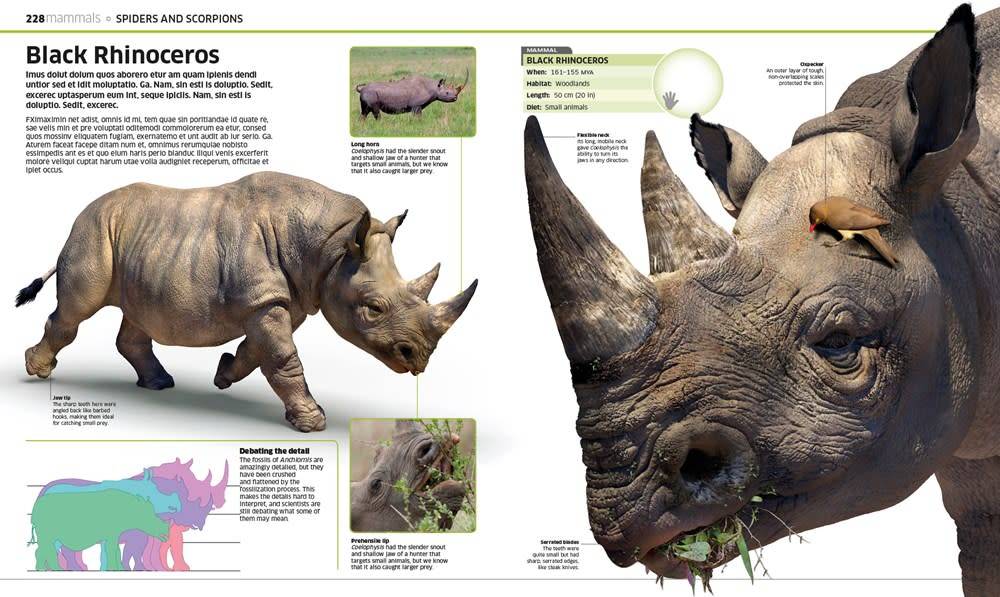 Natural History by DK Publishing