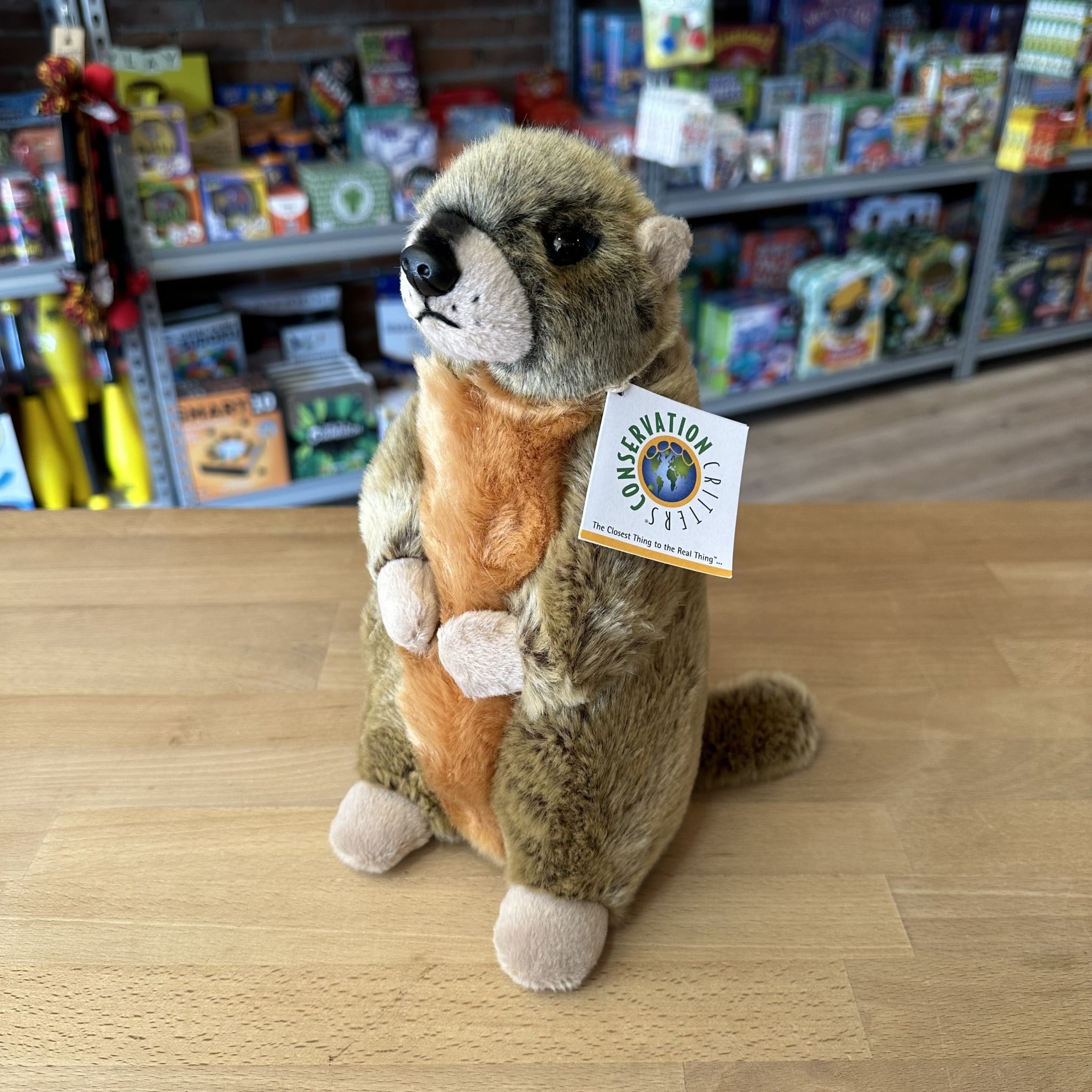 Stuffy - Yellow-Bellied Marmot