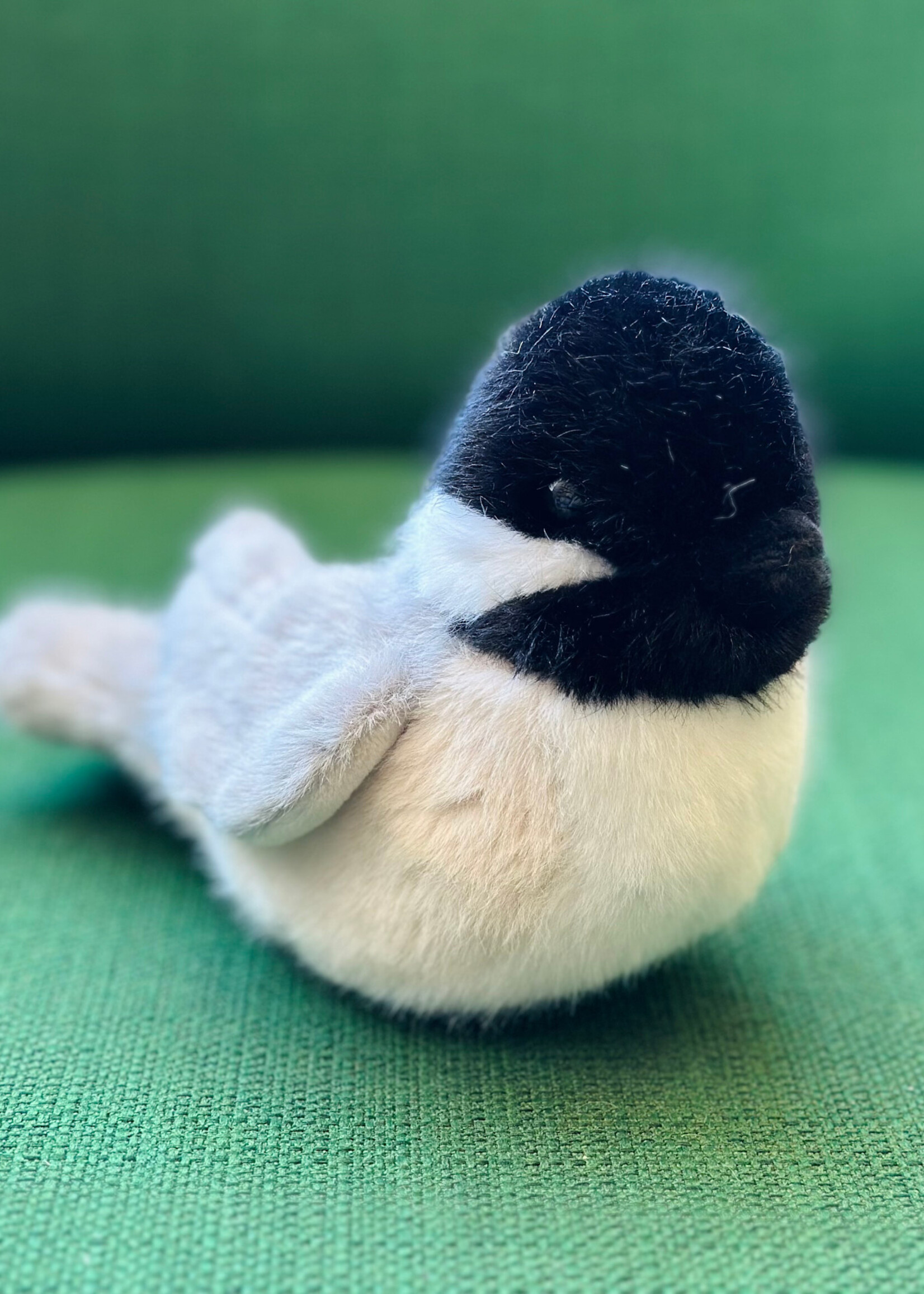 Douglas Stuffy - Chipper Chickadee