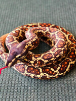 Tiger Hart Toys Stuffy - 114” Bernard the Brown Python