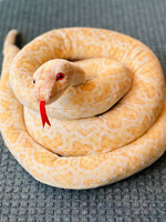 Tiger Hart Toys Stuffy - 100” Alba the Albino Burmese Python