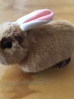 Douglas Stuffy - Capybara w/Bunny Ears