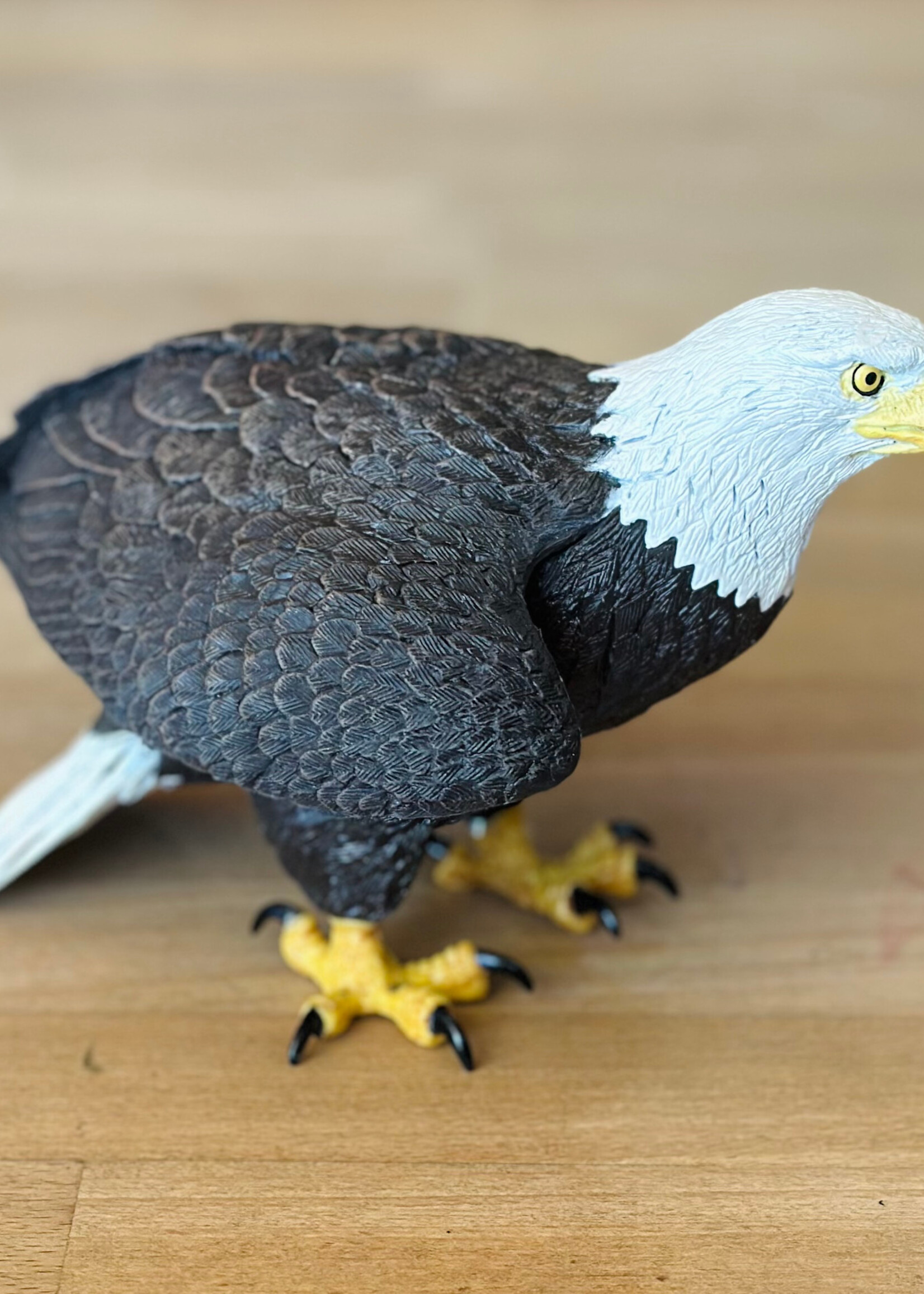 Safari Safari - Bald Eagle