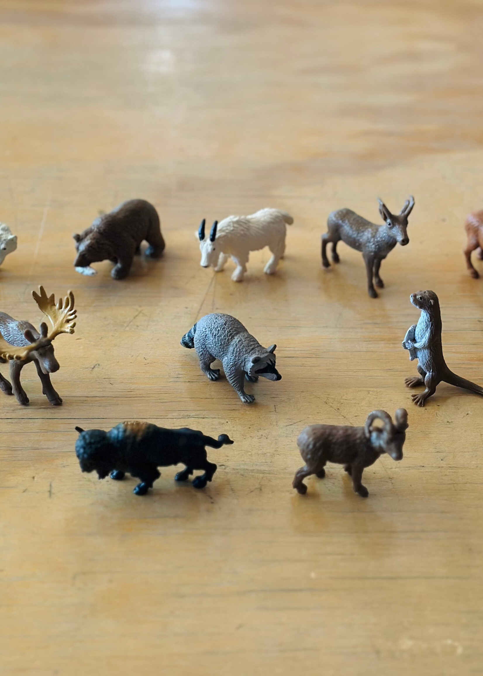 Safari Safari - North American Wildlife