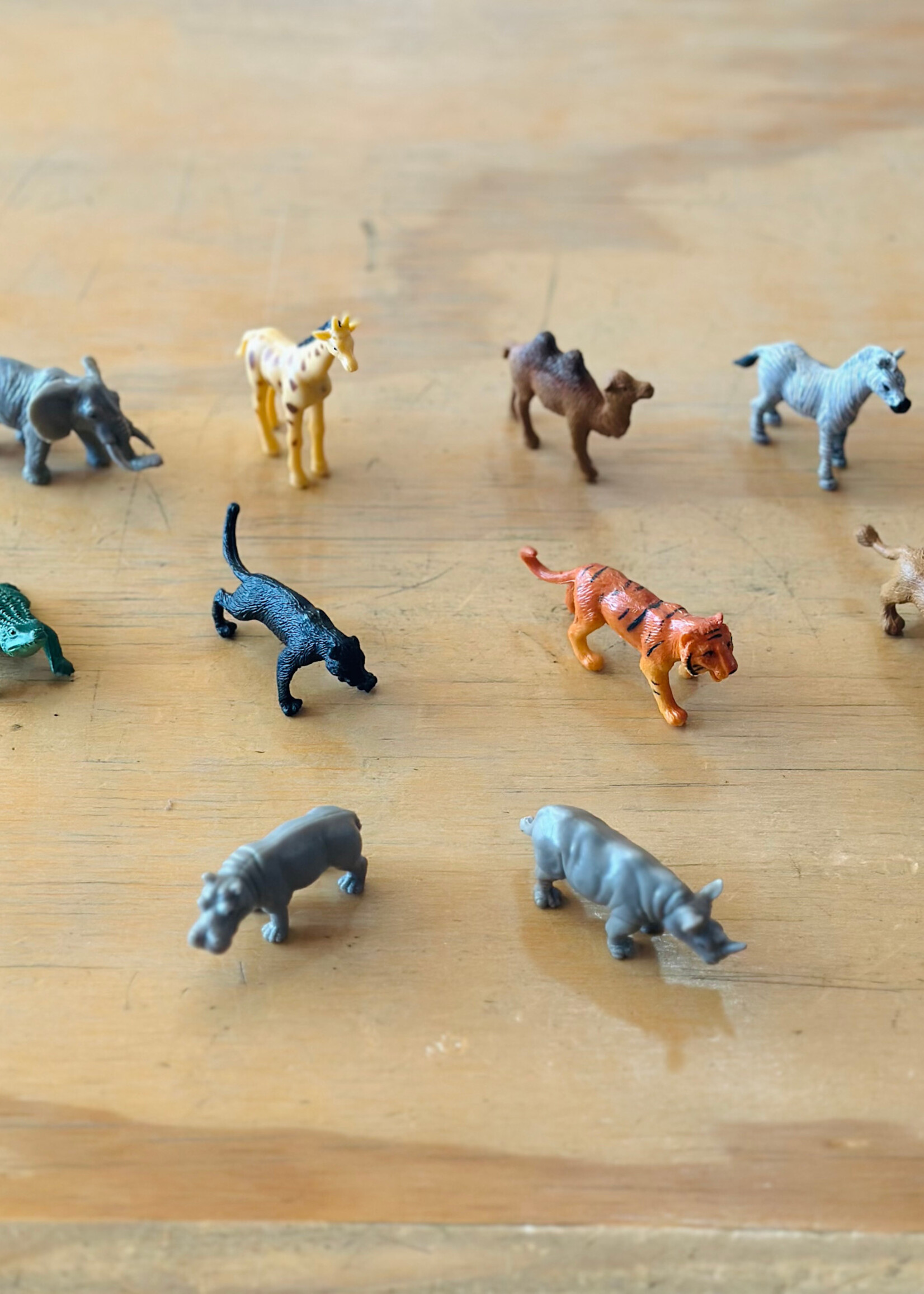 Safari Safari - Wild