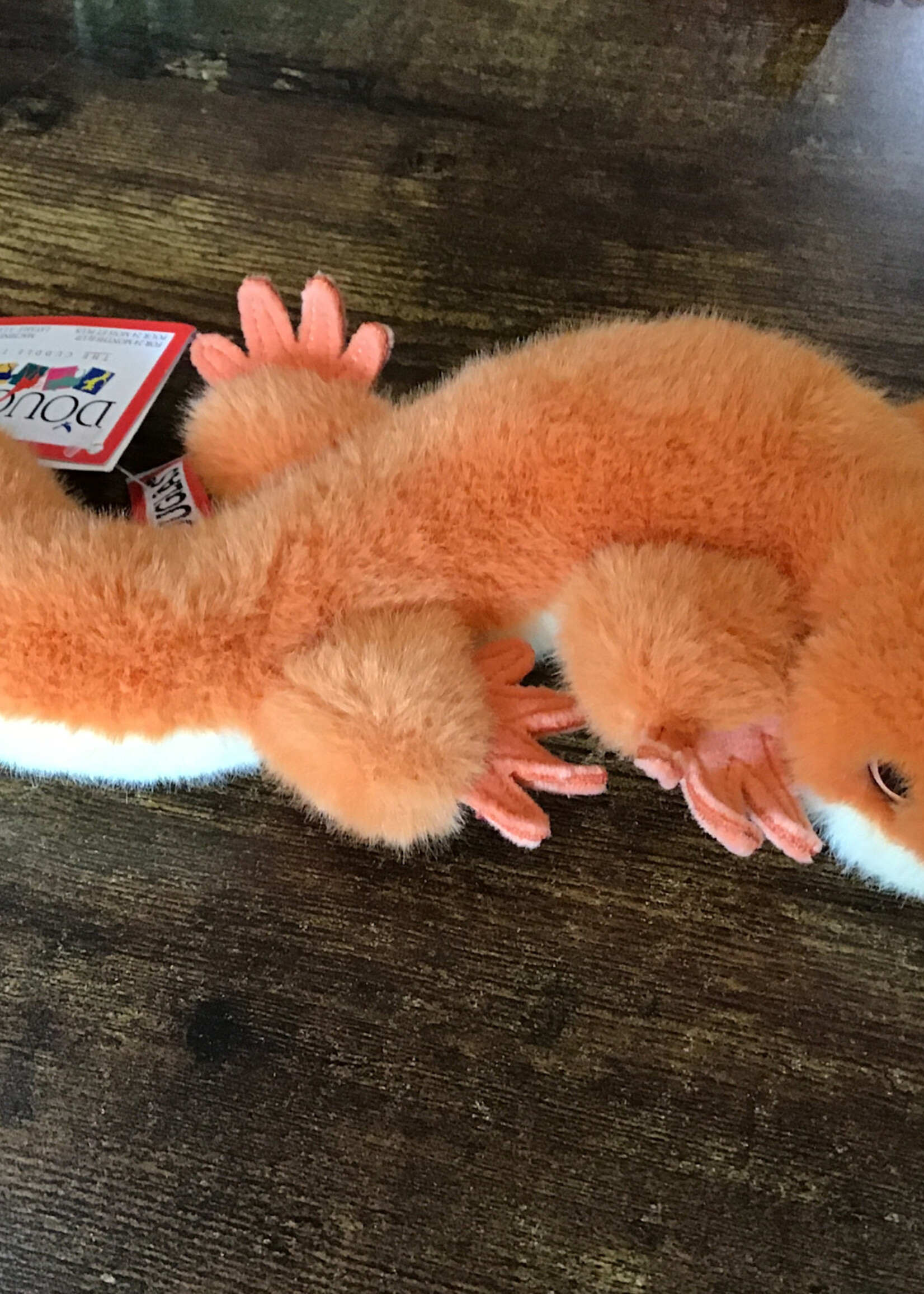 Douglas Sam Salamander