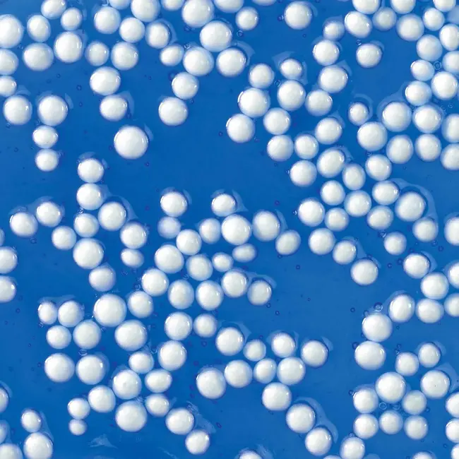 Crazy Aarons Crackle'n Kraken 4in Tin