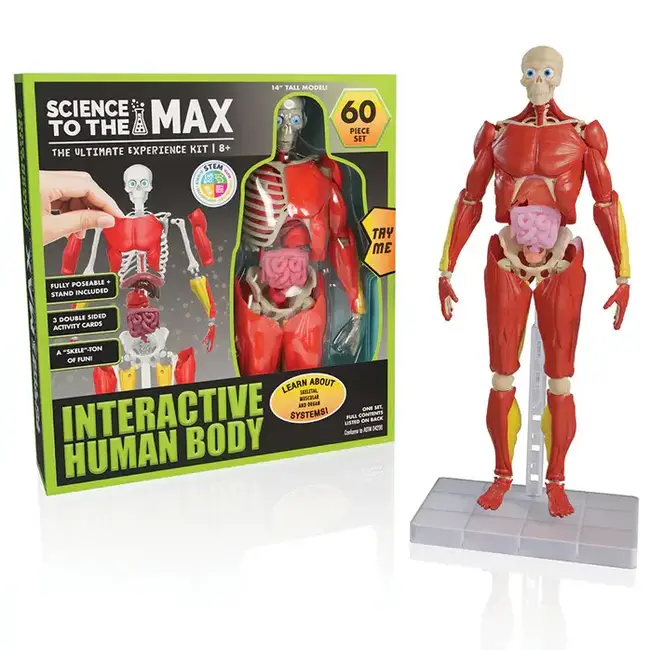 Interactive Human Body BAT-1604