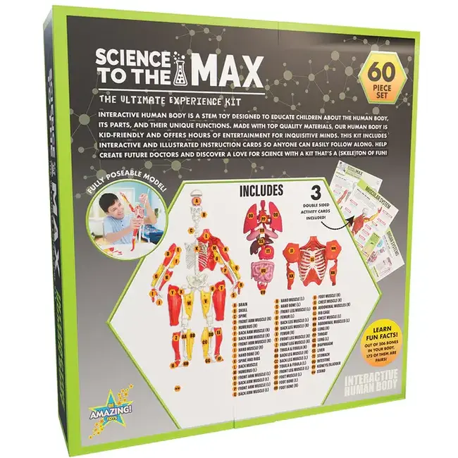 Interactive Human Body BAT-1604