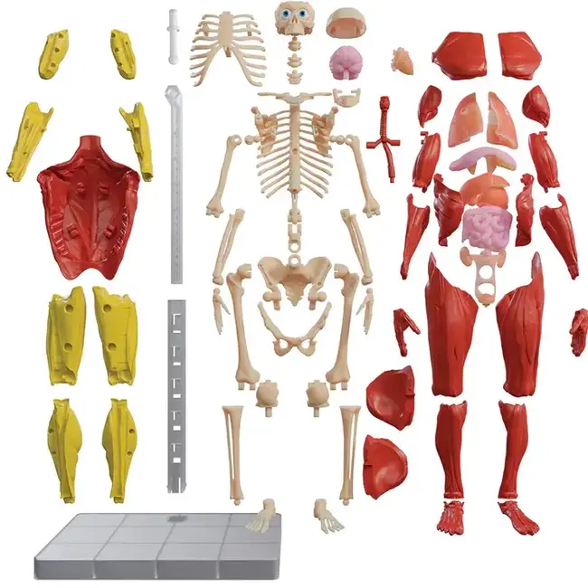 Interactive Human Body BAT-1604