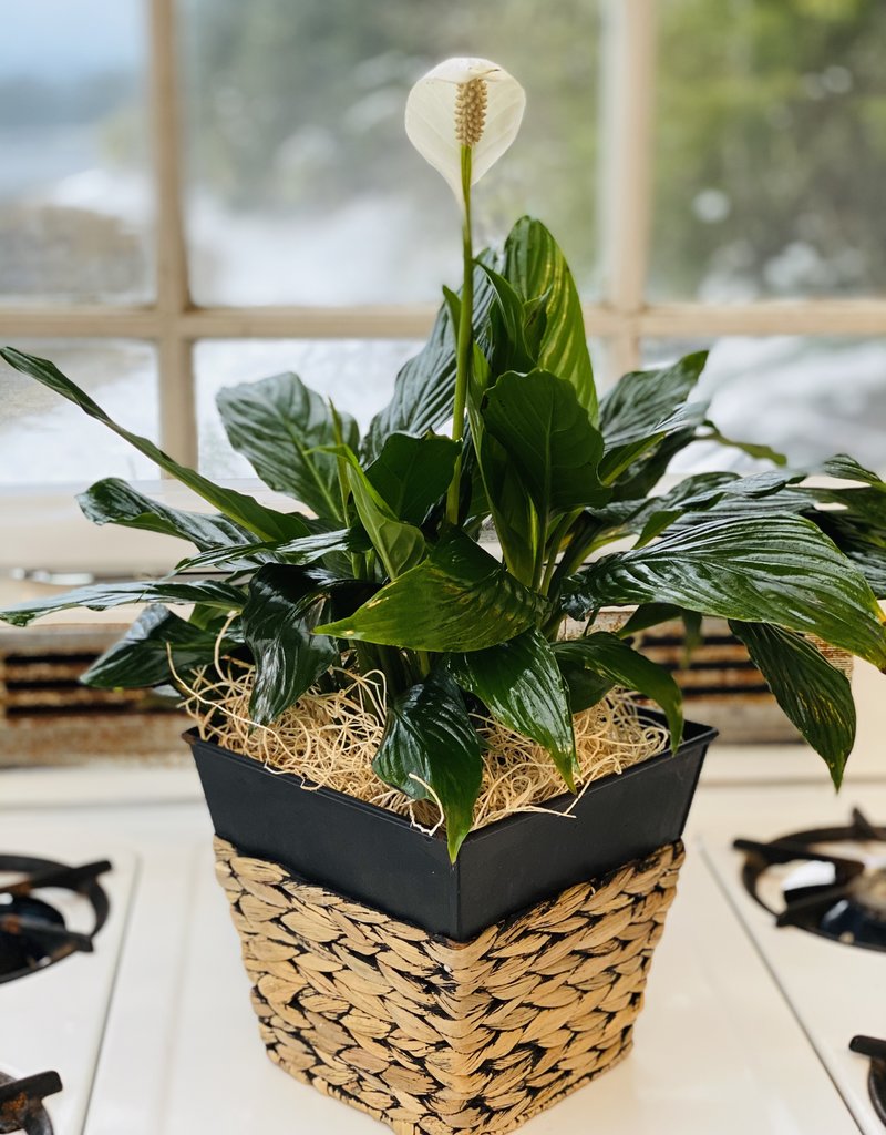 6" Assorted Foliage in Sqaure Basket with Metal Accents