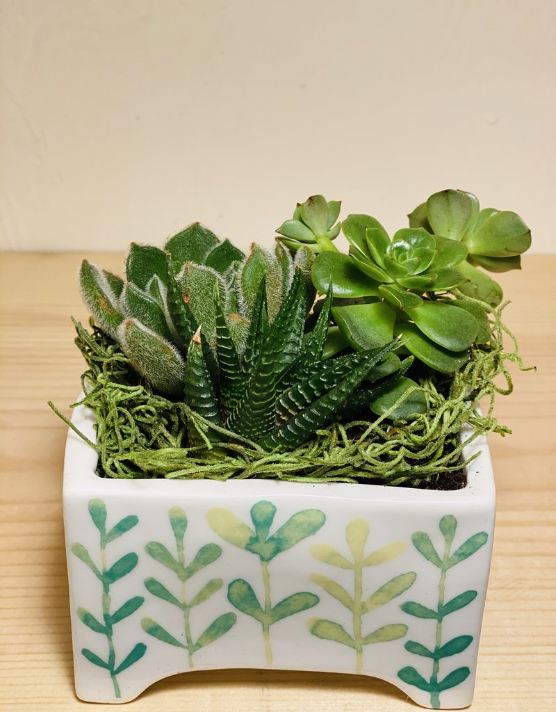 Miniature Cacti in Angus & Celeste Ceramic Planter
