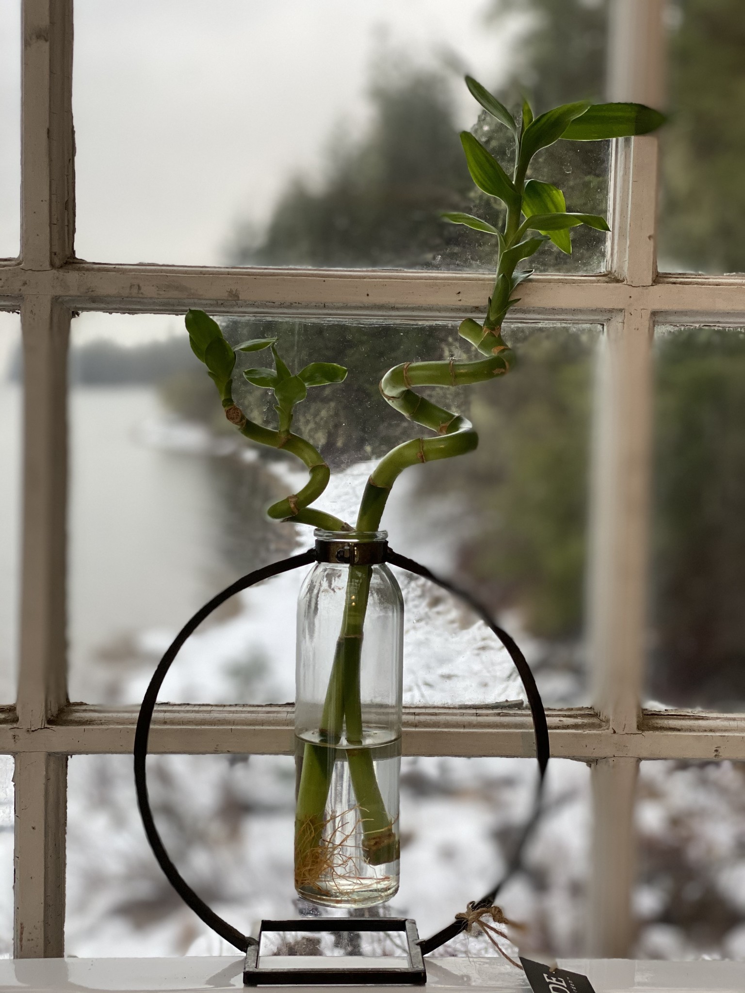 keystone vase with two spiral lucky bamboo