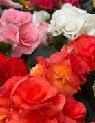 Plant - 4" - Begonia - Rieger Assorted Colors