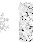 Abrams-Stewart Tabori Leila Duly's Walk in the Woods COLORING BOOK