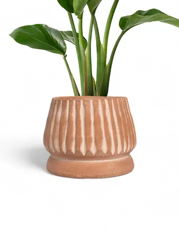 Meso Goods Meso Goods Mateo Terracotta Planter