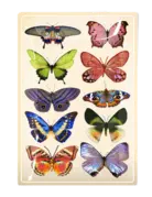 Ben's Garden Wildflower Butterflies Decoupage Glass Tray