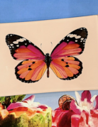 Ben's Garden BG Decoupage Glass Tray - Pink Sardinia Butterfly 3.5x5.5