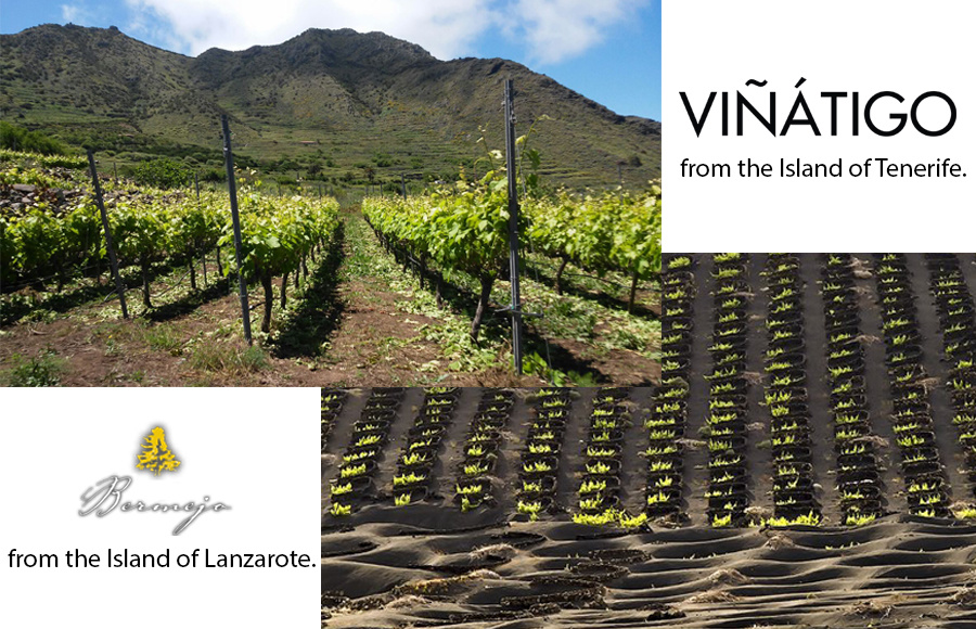 THURSDAY 28 MARCH | Canary Islands Tasting Seminar w/Juan Silverio from Viñatigo & Ana de Leon from Los Bermejos - Spain