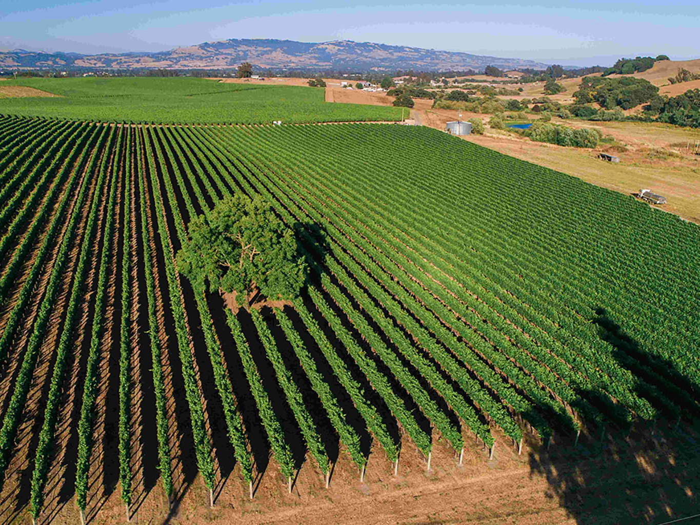 20 NOVEMBER  | Thursday | TADDEI Wines Tasting | 7pm