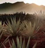 Clase Azul Tequila and Caviar Experience