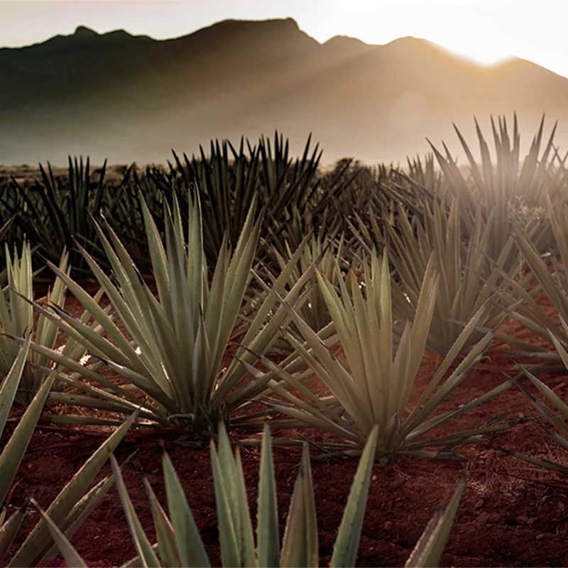 Clase Azul Tequila and Caviar Experience