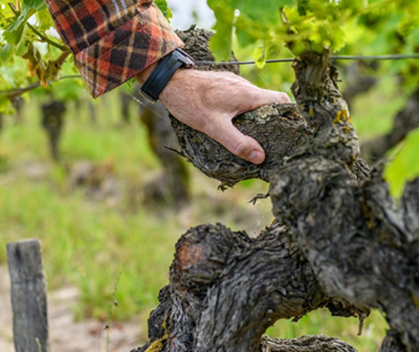 Exploring the Loire Valley: France’s Most Diverse Wine Region