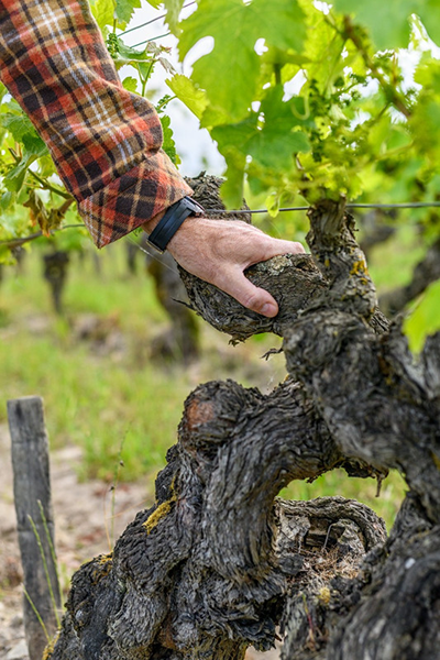 Exploring the Loire Valley: France’s Most Diverse Wine Region