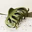 Color : Olive