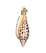 Junonia Shell