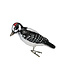 Hairy Woodpecker