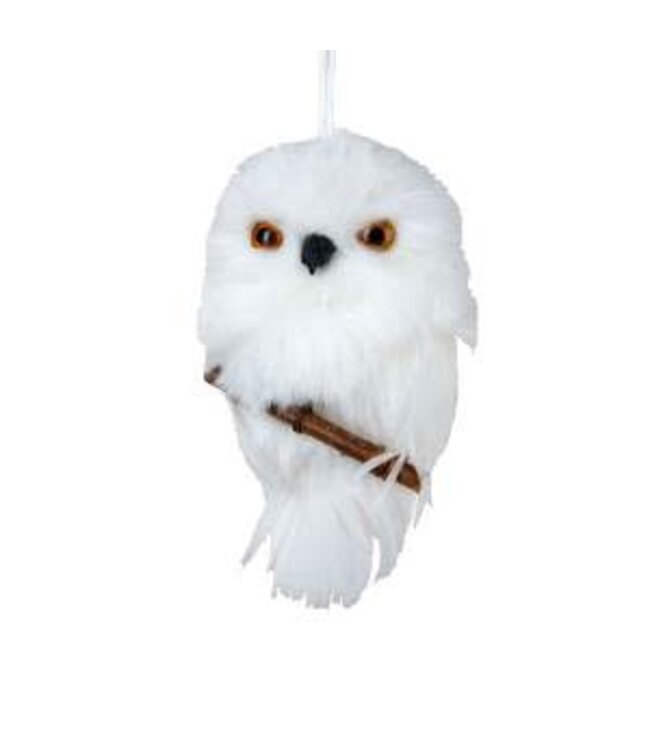 White Owl on Branch