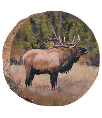 Bugling Elk Rocky Mountain National Park