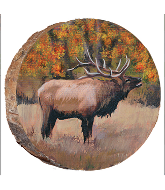 Fall Bugling Elk Estes Park