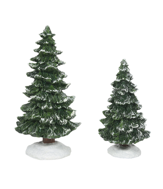 Christmas Spruces