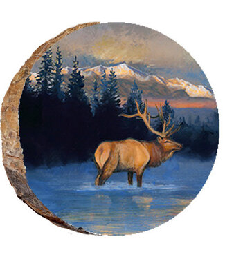 Elk in Mountain Stream