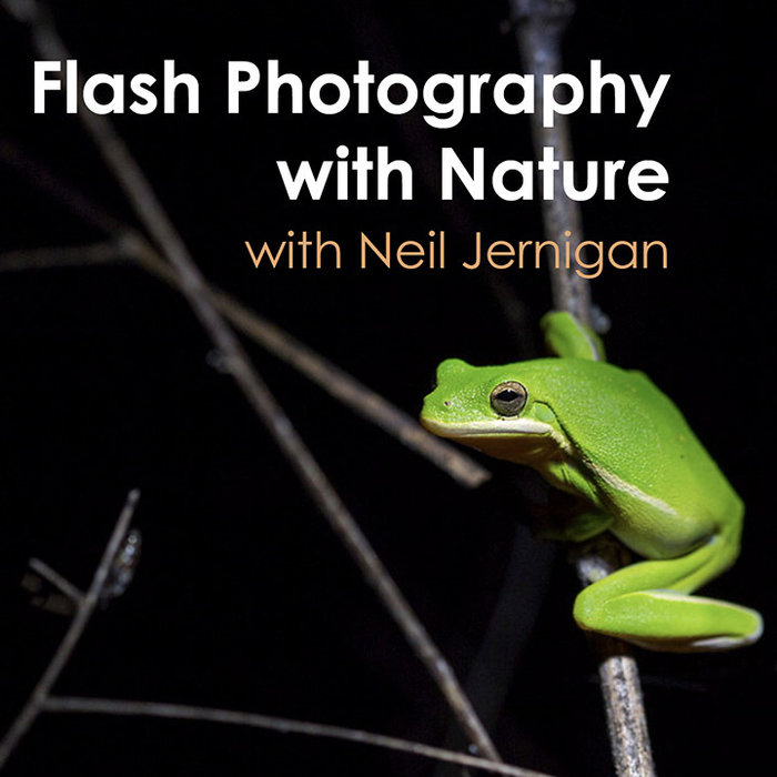 Flash Photography with Nature (Feb 11, 2020 Tues)
