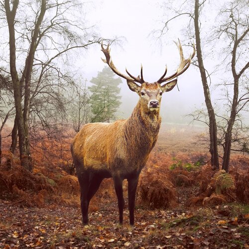 Dusk Deer Paper Napkins